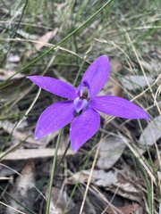 Glossodia minor