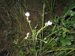 Symphyotrichum ontarionis