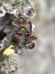 Platismatia tuckermanii