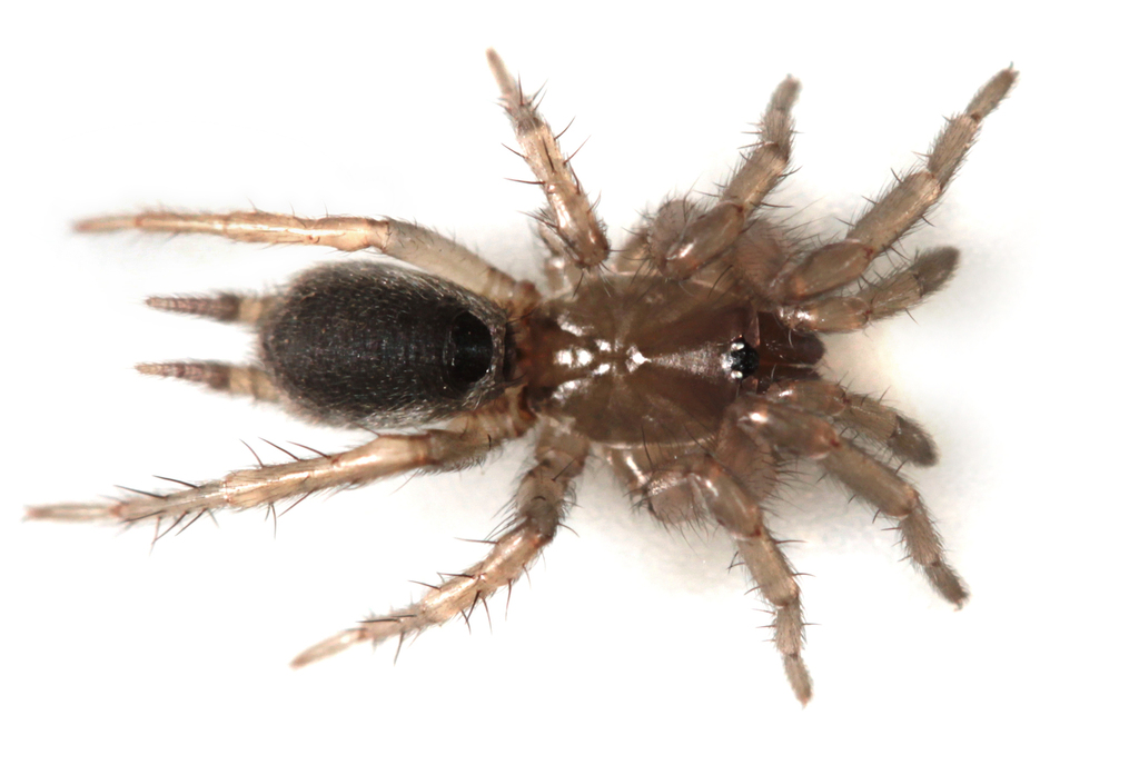 Midget Funnel-web Spiders