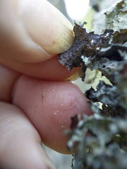 Platismatia tuckermanii