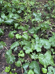 Hydrophyllum appendiculatum