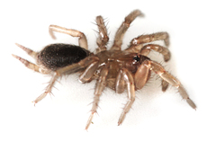 Mecicobothrium thorelli