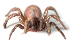 Calathotarsus simoni