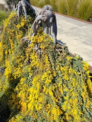 Acacia cultriformis