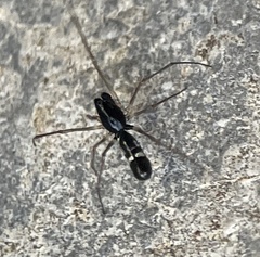 Coleosoma