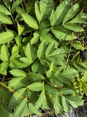 Angelica atropurpurea