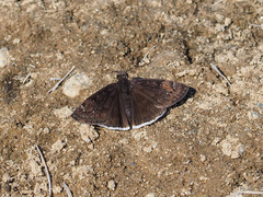 Erynnis funeralis