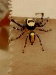 Thyene coccineovittata