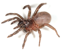 Calathotarsus simoni