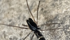 Coleosoma
