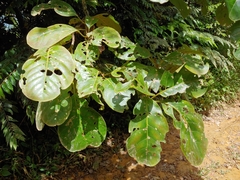 Pisonia roqueae