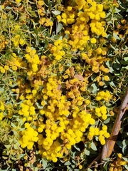 Acacia cultriformis
