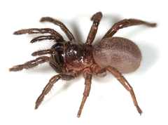 Calathotarsus simoni