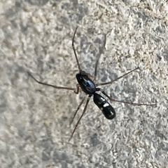 Coleosoma