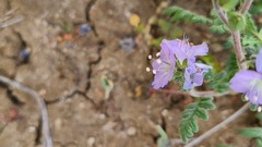 Phacelia congesta