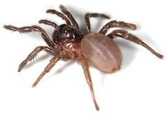 Calathotarsus simoni