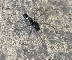 Coleosoma