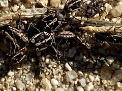 Bagrada hilaris