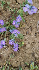 Phacelia congesta