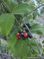 Rauvolfia tetraphylla