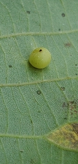 Caryomyia viscidolium