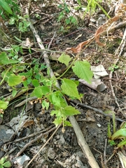 Scutellaria lateriflora