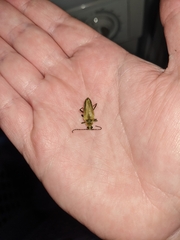 Lepturobosca