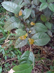 Coccoloba pyrifolia