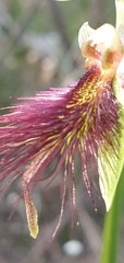 Calochilus paludosus