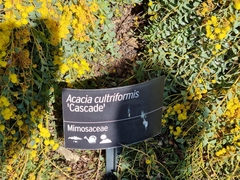 Acacia cultriformis