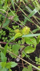 Acalypha alopecuroidea