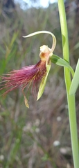 Calochilus paludosus