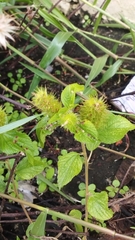 Acalypha alopecuroidea
