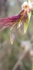Calochilus paludosus