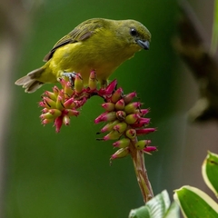 Euphonia laniirostris