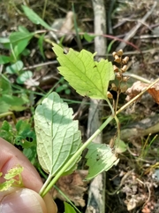 Scutellaria lateriflora