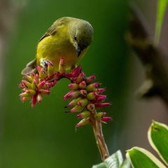 Euphonia laniirostris