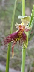Calochilus paludosus