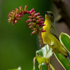 Euphonia laniirostris
