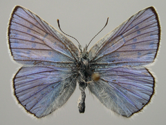 Tharsalea heteronea