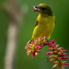 Euphonia laniirostris