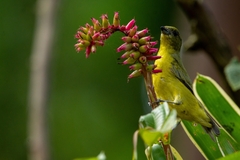 Euphonia laniirostris