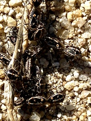 Bagrada hilaris