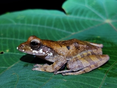 Leptomantis harrissoni