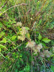Clematis virginiana