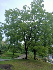 Juglans nigra
