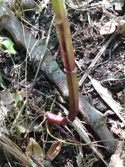 Scutellaria lateriflora