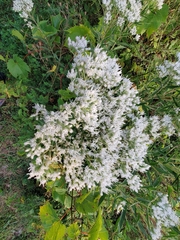 Eupatorium altissimum