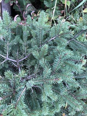 Picea